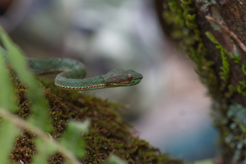 Pope's Green Pitviper snake