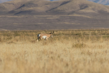 Pronghorn Buck on the Prairie
