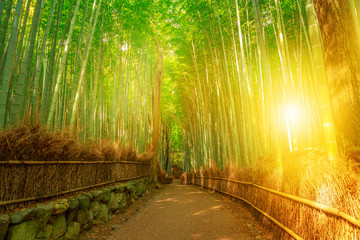 Bambushain bei Sagano in Arashiyama in surrealem Sonnenlicht. Der Wald ist Kyotos zweitbeliebtestes Touristenziel und gehört zu den 100 Lautstationen in Japan. Meditatives Hörkonzept.