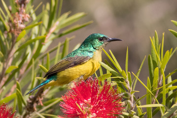 Female collared Sunbird in a bottlebrush tree