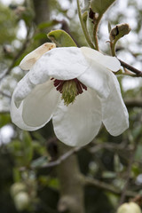 Magnolia wilsonii