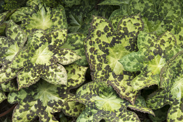 Podophyllum 'Spotty Dotty'