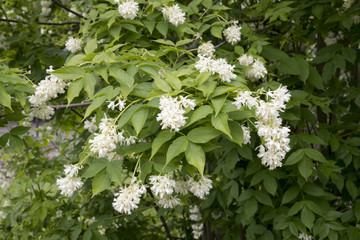 Staphylea colchica