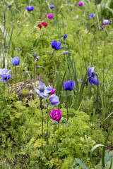 Anemone coronaria