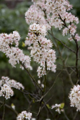 Prunus maritima