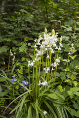 Scilla non-scripta or blue bell