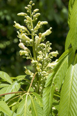 Obraz premium Aesculus x neglecta (Aesculus glaucescens)