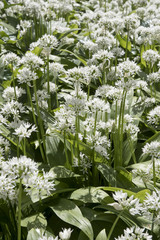 Allium ursinum or wild garlic