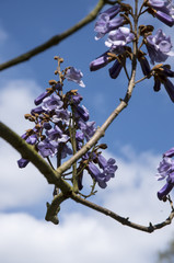 Paulownia tomentosa