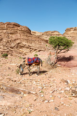  waiting for the tourist near  the antique mountain a donkey