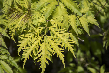 Sambucus racemosa 'Plumosa Aurea'