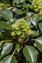 Trochodendron aralioides or wheel tree