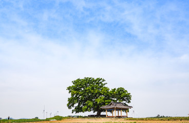 Zelkova and summerhouse Yeonggwang-gun, Jeollanam-do yaksuri 