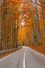 Fototapeta premium Asphalt road through vibrant forest