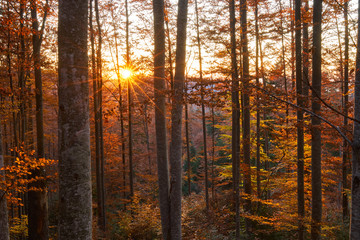 Sunset in the forest