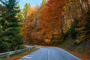 Asphalt road through vibrant forest