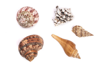 Seashells collection isolated on a white background