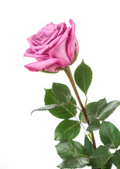 Fototapeta premium Image with rose