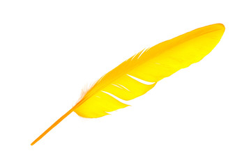 Beautiful feather yellow-orange isolated on white background 