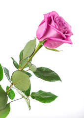 Image with rose