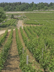 Fototapeta na wymiar Burgundy vineyard