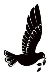 Pigeon or dove, white bird