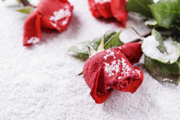 Fototapeta na wymiar Winter background. Frozen red rose on snow with snowflakes on petals. Сold snap 
