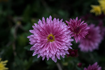 Chrysanthemum - herbaceous perennials and annuals of the family Astropey or Asteraceae.