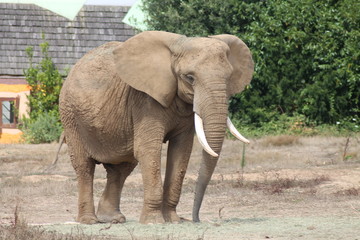 Obraz premium elephant