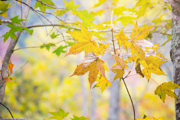 Abstract autumn leaf in Japan with yellow and orange color for natural background