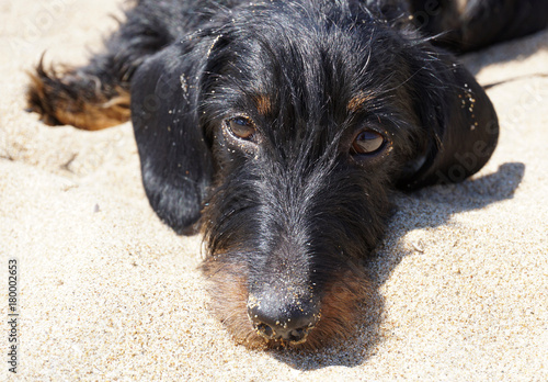 Cane Bassotto Sulla Spiaggia Di Sabaudia Italia Stock