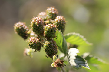 Grüne Brommbeeren, Rubus sectio rubus