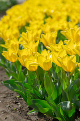 Obraz premium close up beautiful yellow tulips blooming in outdoor garden