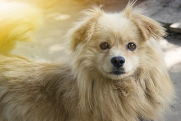 Cute fluffy dog smiles. Great photo on a sunny day. Symbol of 2018