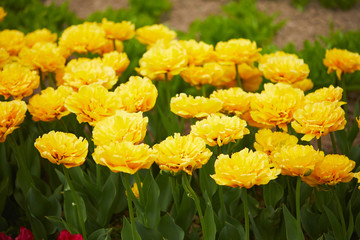 yellow tulips on spring field