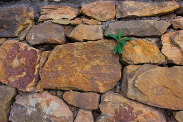 Wall. Beautiful wall with green plant. Stones.