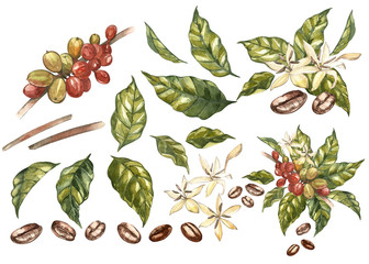 Set of Red coffee arabica beans on branch with flowers isolated, watercolor illustration. - 180003467