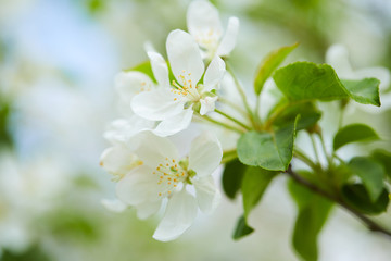 Obraz na płótnie Canvas apple blossom closeup