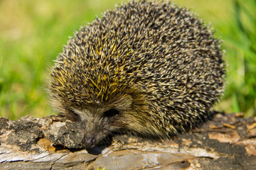Young prickly hedgehog on the log