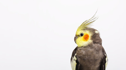 Portrait of a grey cockatiel Nymphicus hollandicus in front of white background