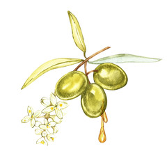 Olive fruit and olive leaves on a white background. Watercolor illustrations. Drops and splashes of olive oil. Watercolor and botanical illustration.