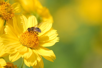 bee and flower
