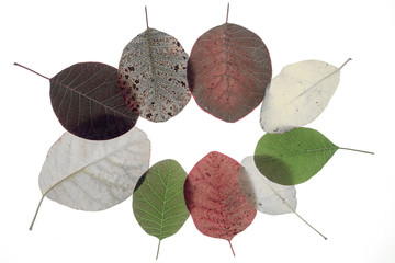Selection of colourized autumn leaves on white background