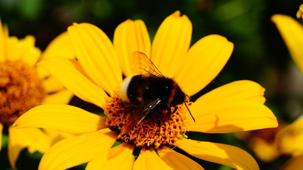 Fleißige Hummel auf einer gelben Blume