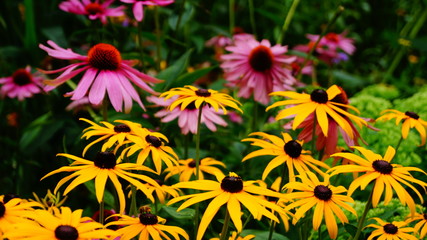 Farbenfrohes Blumenbeet