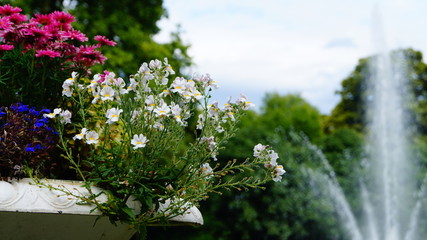 Wunderschöne Blumen vor einem Springbrunnen