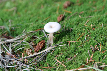 Poisonious mushroom on forest floor
