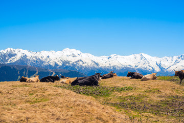Herd of bulls on a mountain pasture