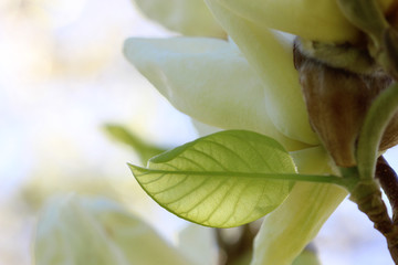 Illuminated magnolia leaf