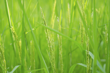 Blurred for Background.Rice field with green rice.